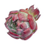 Echeveria Casio, Variegata