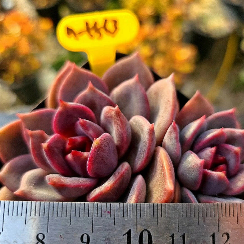 Echeveria Dark Chocolate