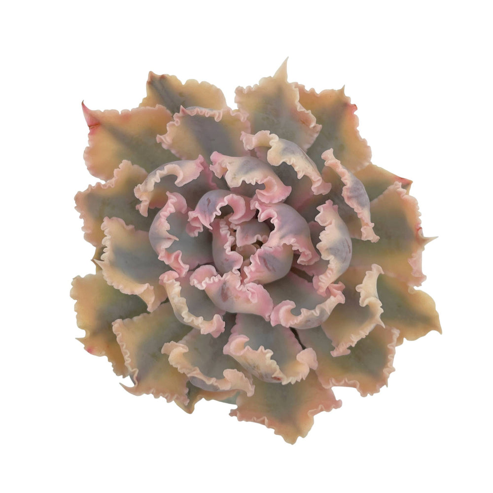 Echeveria Florence, Variegata – Cedar Creek Farmhouse