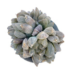 Haworthia Cooperi var. Venusta Cluster