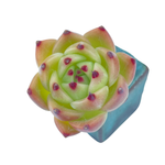 SPECIAL! JUST CART!! Echeveria Blue Dragon