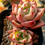 Echeveria Kingdom