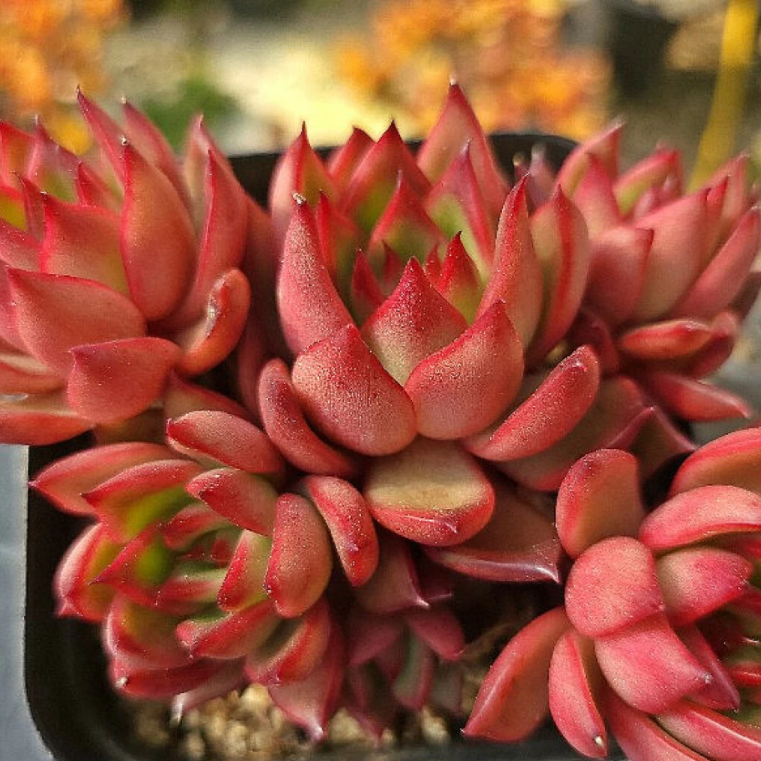 red ruby succulent Echeveria Rubra – Cedar Creek Farmhouse