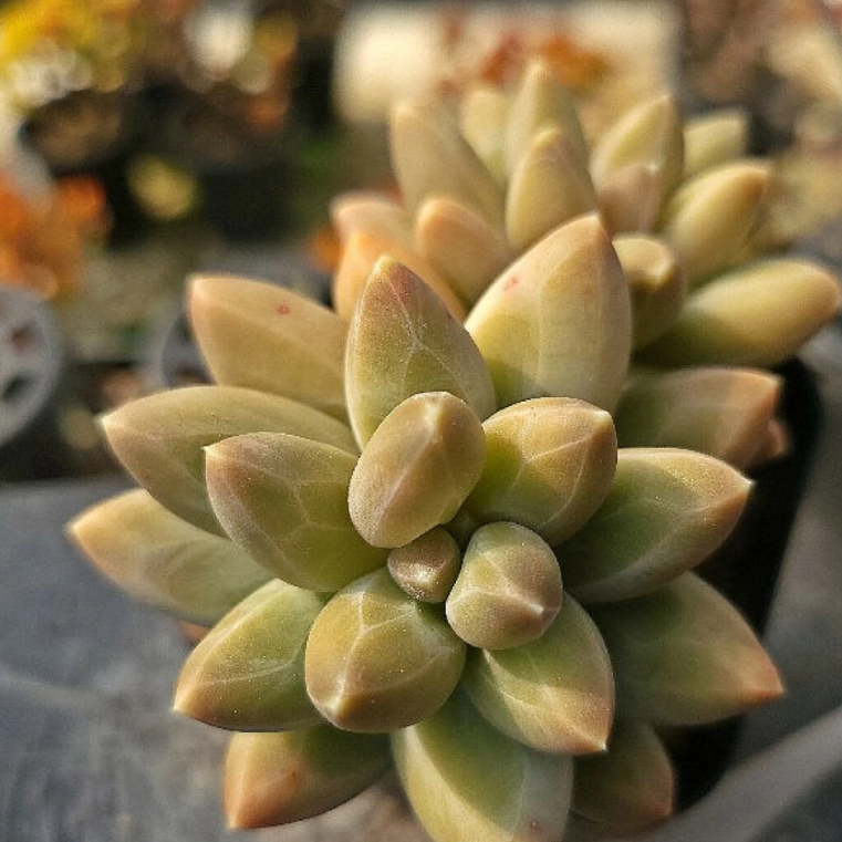Pachyphytum Icarus