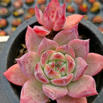 Echeveria Ratam Hybrid