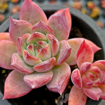 Echeveria Ratam Hybrid
