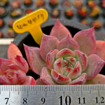 Echeveria Ratam Hybrid