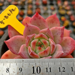 Echeveria Ratam Hybrid