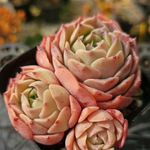 Echeveria Gold Light