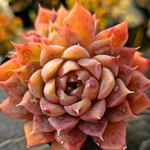 Echeveria Spicy Lara