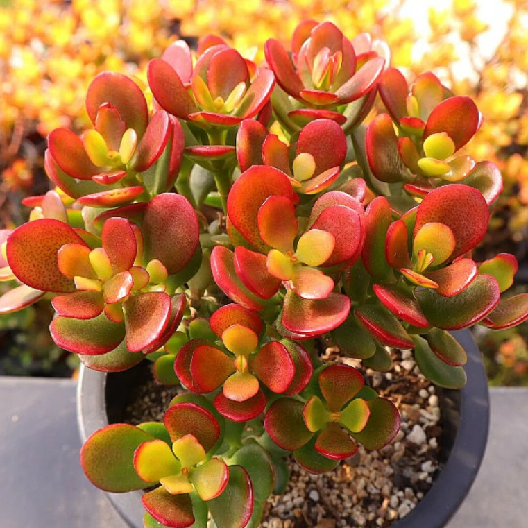 Crassula Argentea f Variegata – Cedar Creek Farmhouse