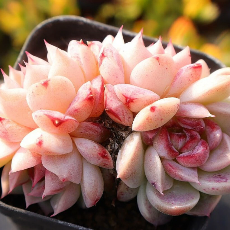 Echeveria Red Velvet