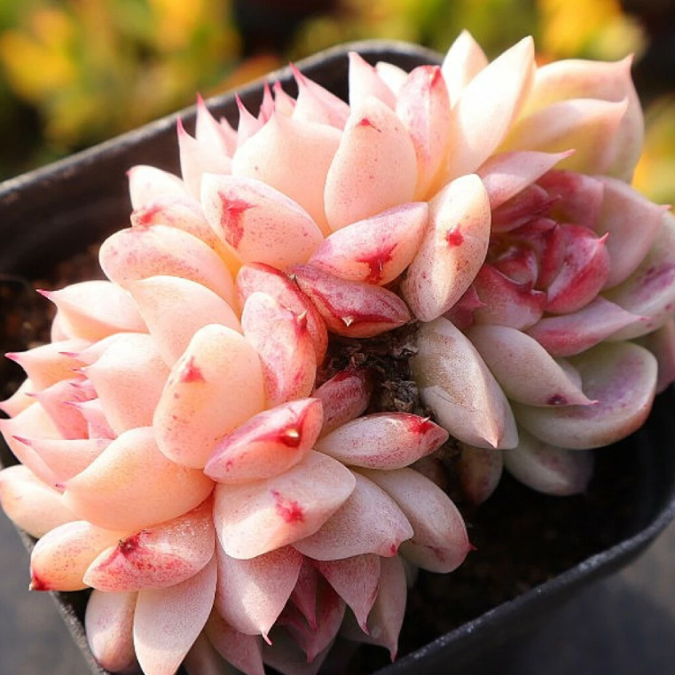 Echeveria Red Velvet