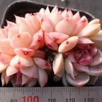 Echeveria Red Velvet