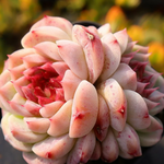 Echeveria Red Velvet