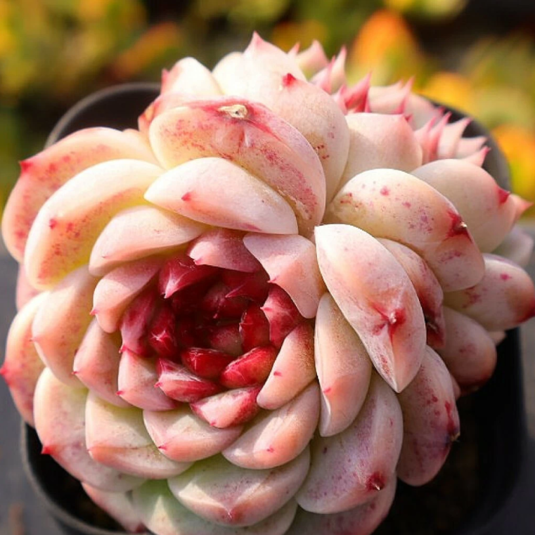 Echeveria Red Velvet