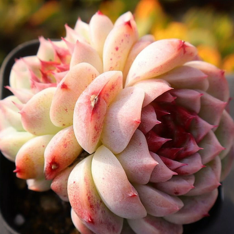 Echeveria Red Velvet