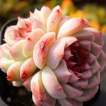 Echeveria Red Velvet