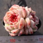 Echeveria Red Velvet