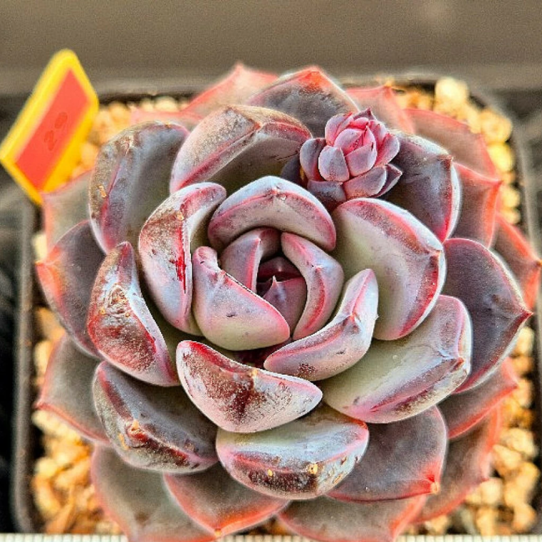 Echeveria Black Raccoon – Cedar Creek Farmhouse