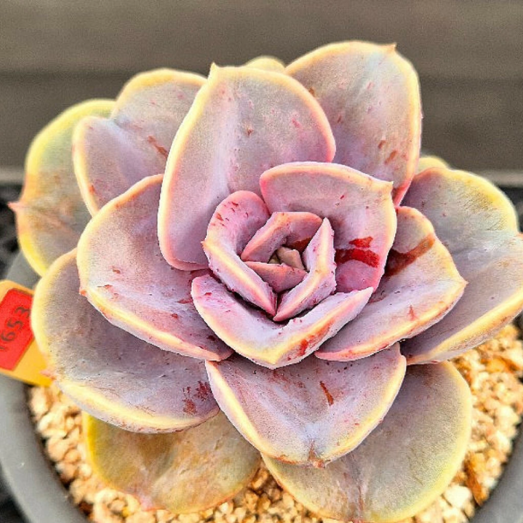 west rainbow succulent Echeveria Rainbow West Mutation – Cedar Creek Farmhouse