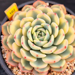 Echeveria Minima
