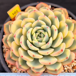 Echeveria Minima