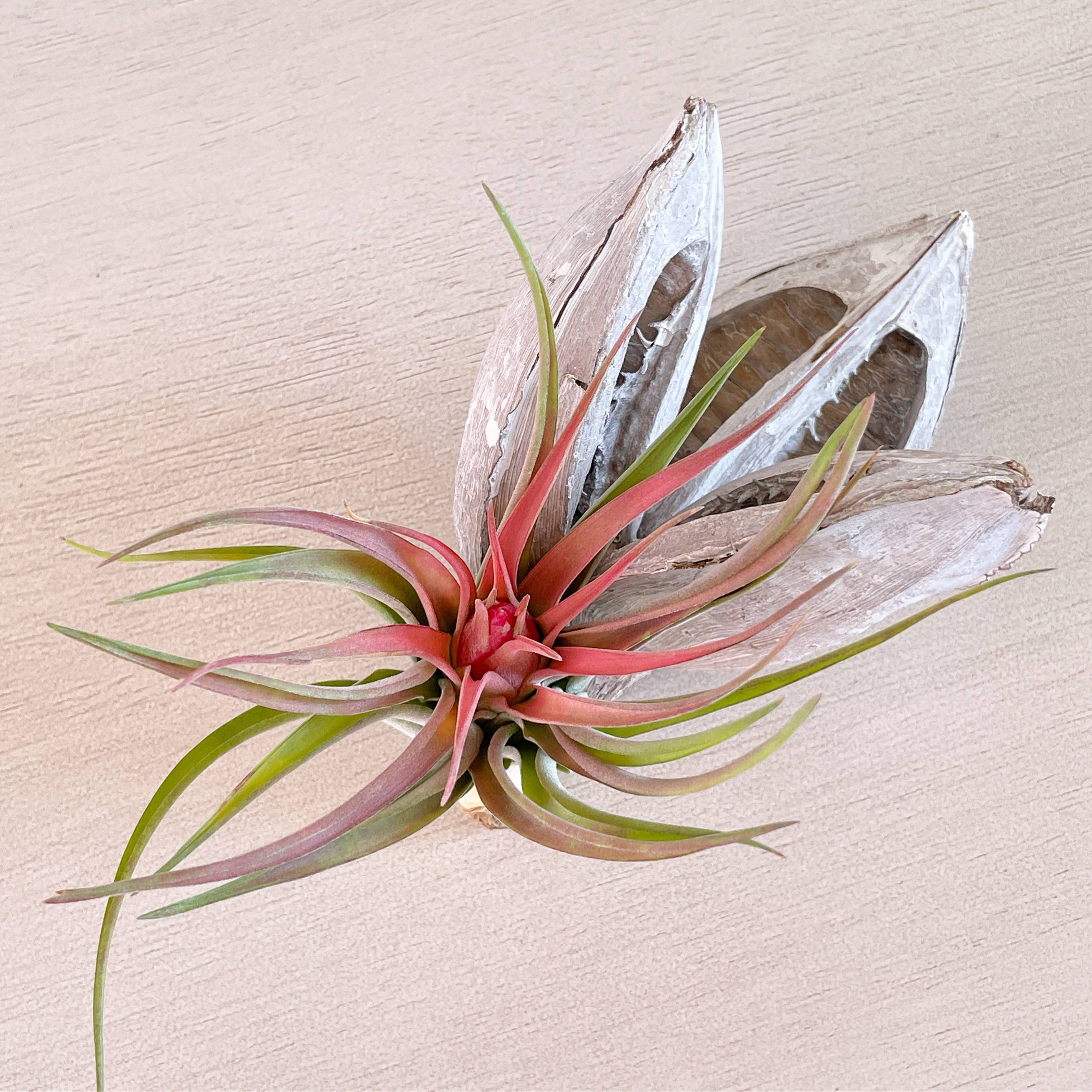 velutina air plant Tillandsia Velutina (In Bloom)