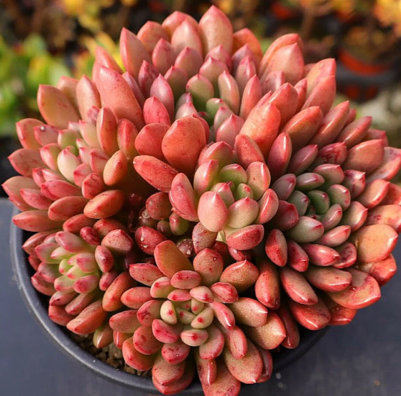 Sedeveria Pink Ruby