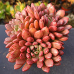 Sedeveria Pink Ruby