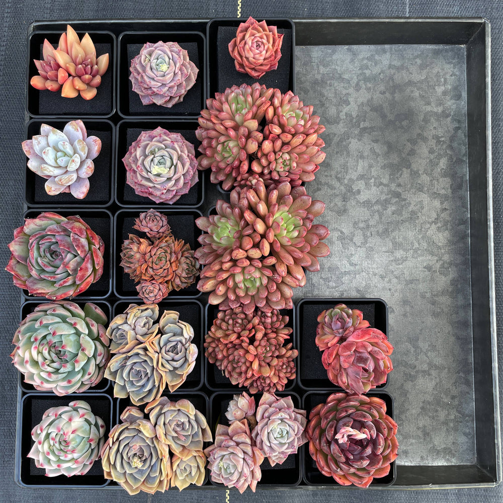 Sedeveria Pink Ruby