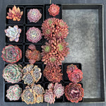 Sedeveria Pink Ruby