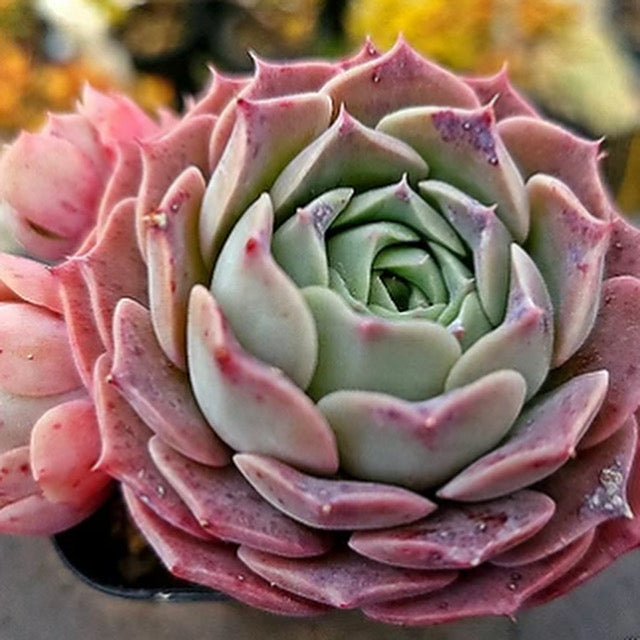 Echeveria Gold Light