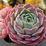 Echeveria Gold Light