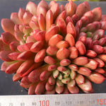 Sedeveria Pink Ruby