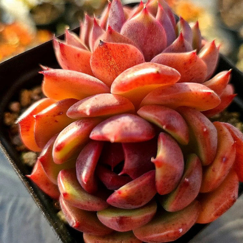 Echeveria Black Lotus