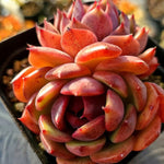 Echeveria Black Lotus