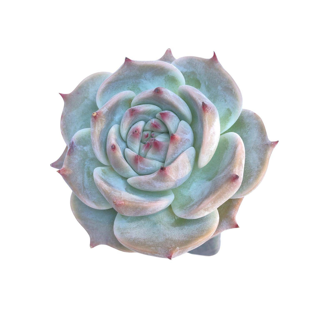 Echeveria Chubby Heart