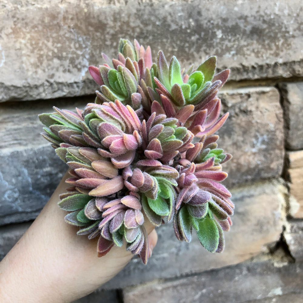 Aeollanthus Parvifolius (Random, Small Cuttings)