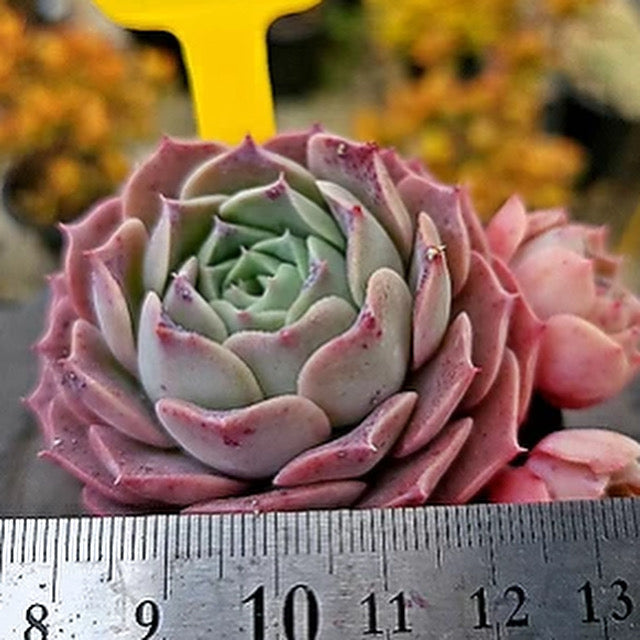 Echeveria Gold Light