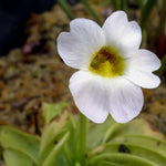 SPECIAL! Pinguicula Primuliflora