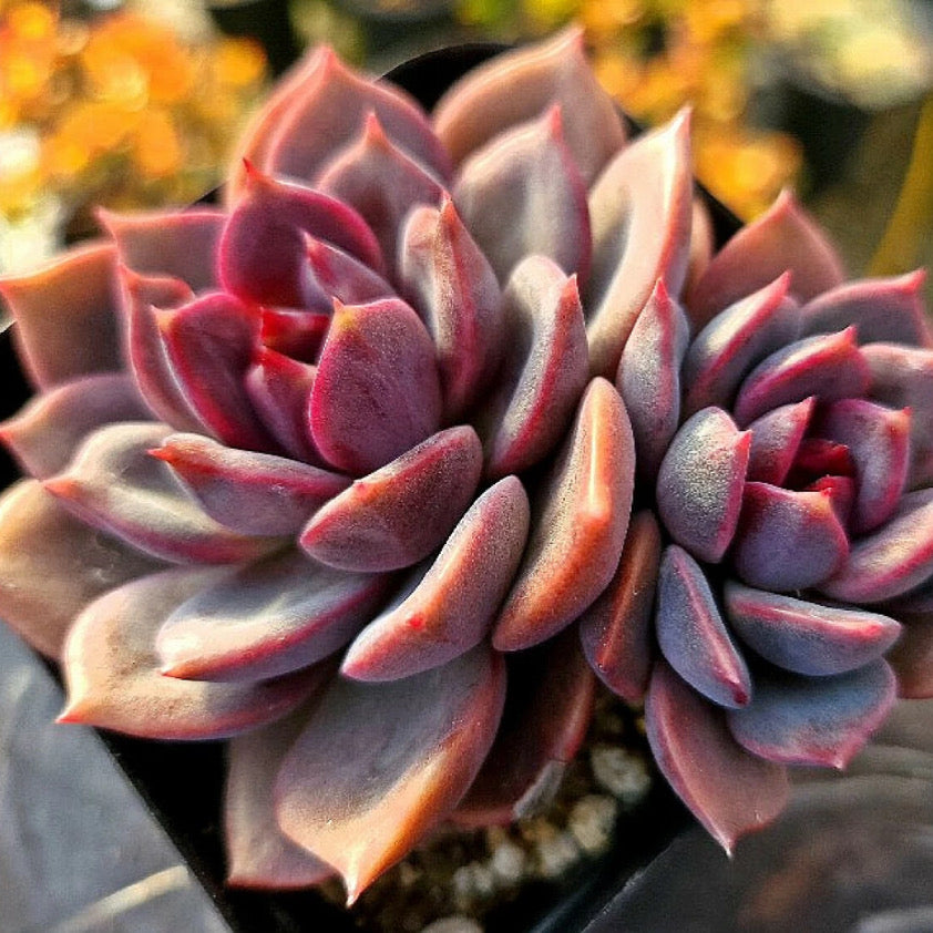 Echeveria Dark Chocolate