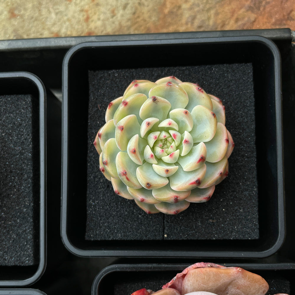 Echeveria Minima