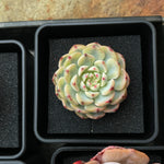 Echeveria Minima