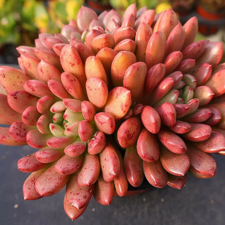 Sedeveria Pink Ruby