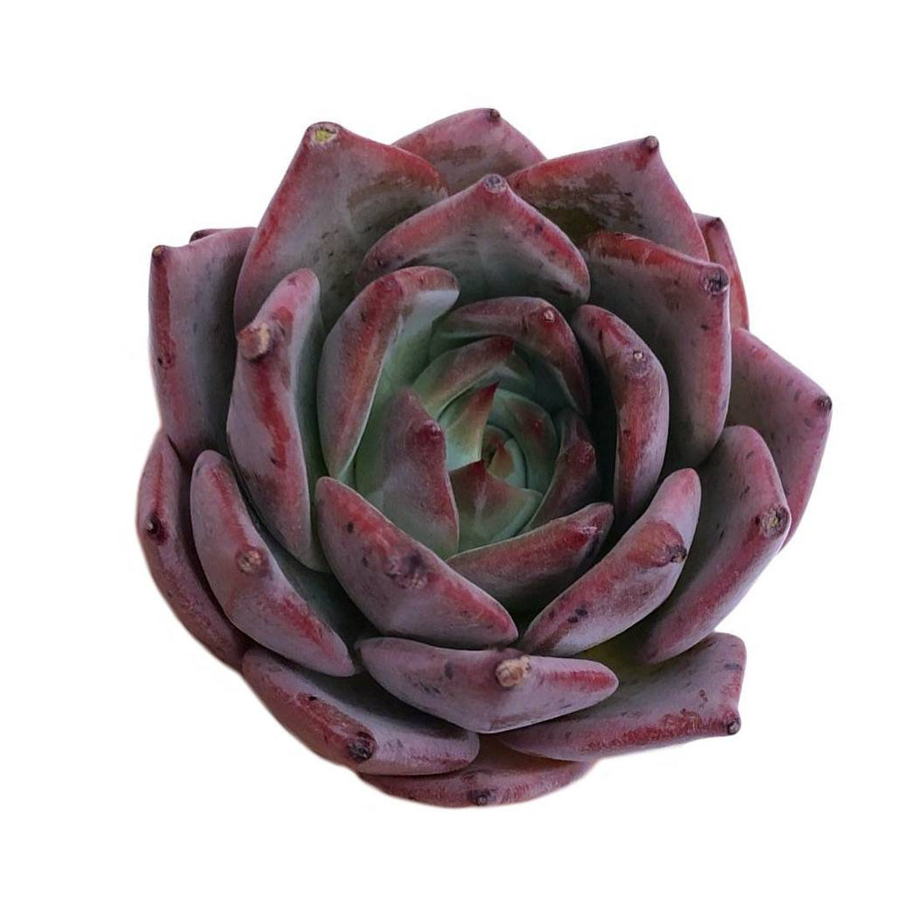 Echeveria Red Dragon