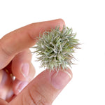 Tillandsia Ionantha "Mini Mouse"