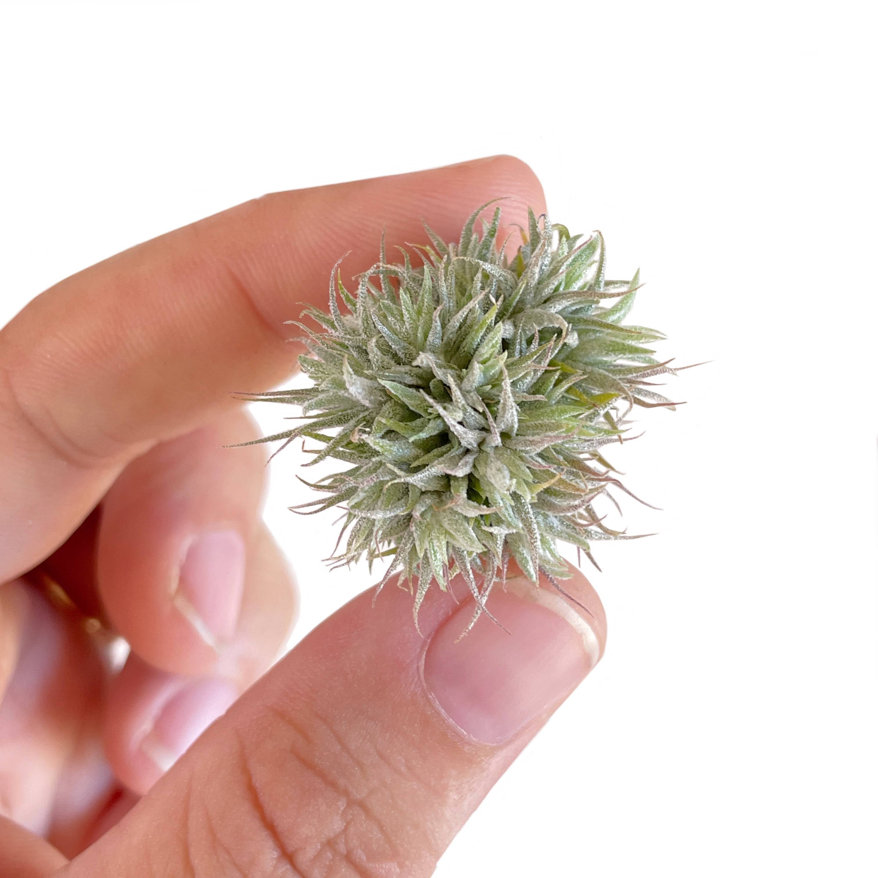 Tillandsia Ionantha 