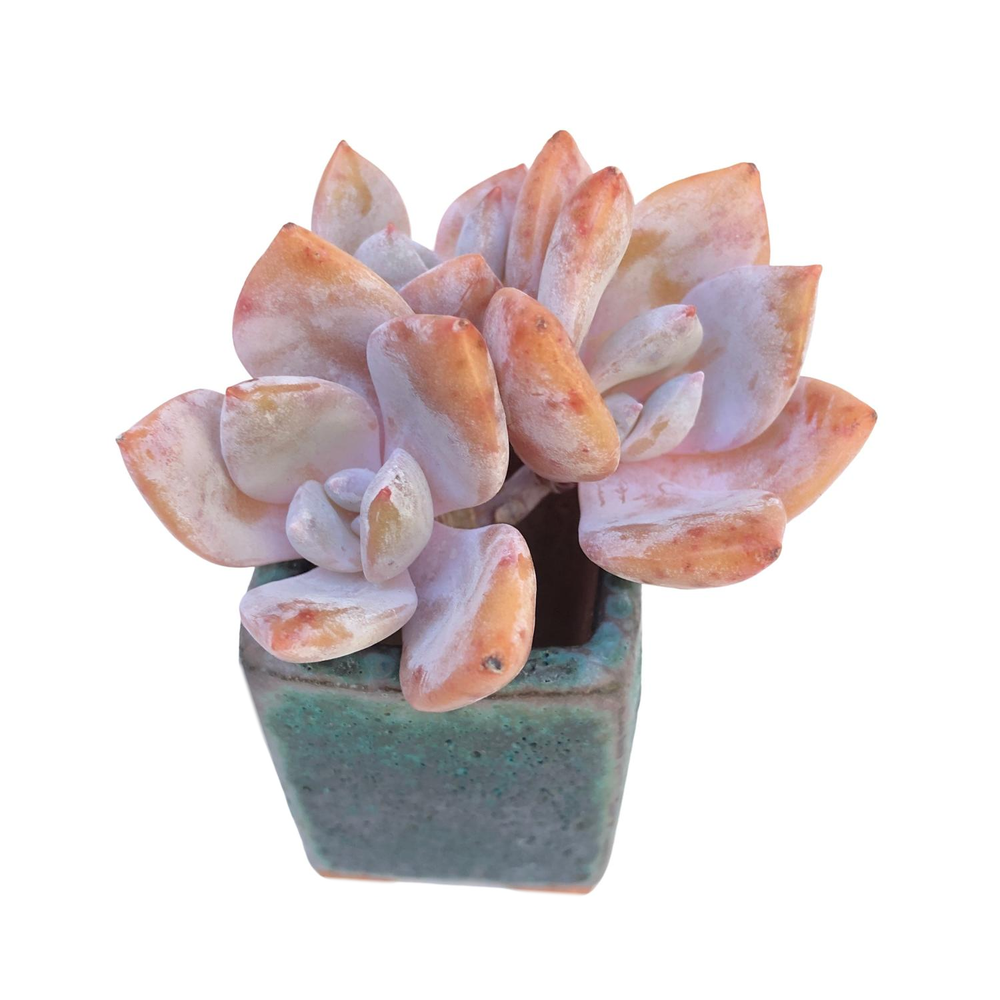 Echeveria Charming Stone, Triple