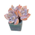 Echeveria Charming Stone, Triple